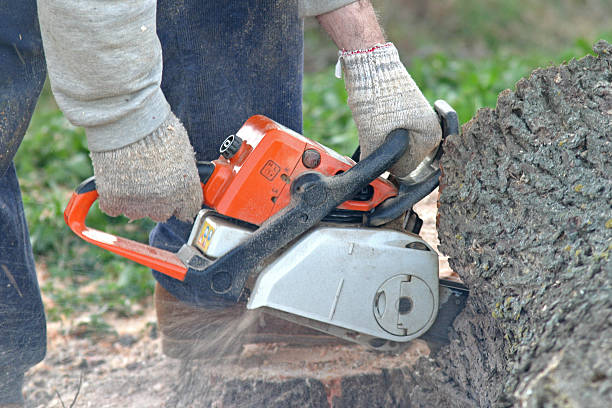 Reliable Merrick, NY Tree Services Solutions